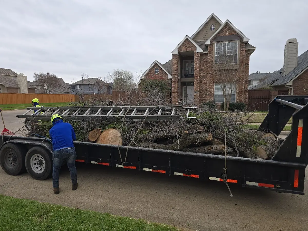 Expert Tree Removal with proper safety equipment in Janesville